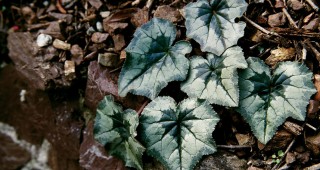 Cyclamen
