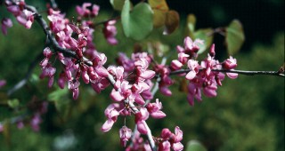 The Native Gardener’s Paintbox: Pink Moments