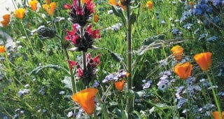 A Small Urban Native Wildflower Garden