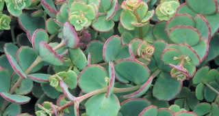 2009 Great Plant Picks: The Short and Tall of It