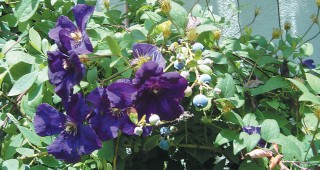 Blueberries: More Than Just Delectable Fruit