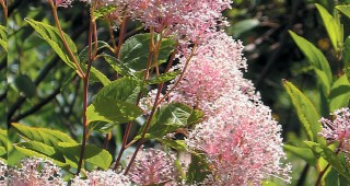 The UC Davis Arboretum All-Stars Project: Testing and Commercial Distribution