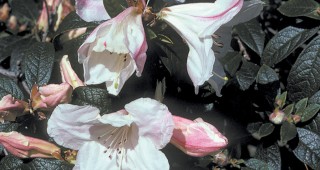 Tender Rhododendrons