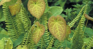 The Hardy Fern Foundation Turns Twenty