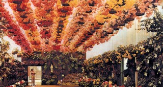 The Begonia in California, Part 1