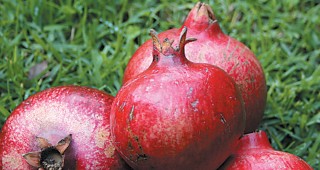 Orchard Trees of Rancho Los Cerritos: Pomegranates