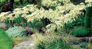 Kinzey Faire Revisited