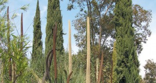 Xanthorrhoea quandrangulata