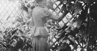 The Begonia in California, Part 2: The Begoniacs