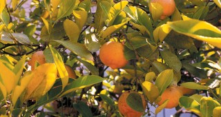 Orchard Trees of Rancho Los Cerritos: Lemon, Lime & Mandarin