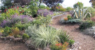 Guerrillas in the Fog