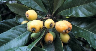 Orchard Trees of Rancho Los Cerritos: Loquats