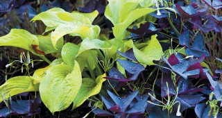 A Perennial Border Reborn