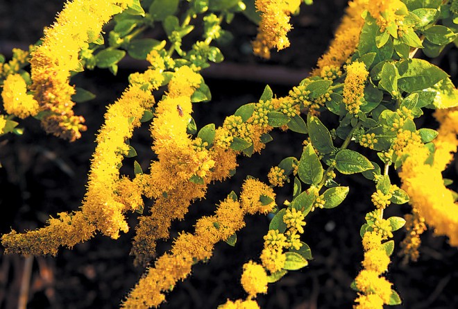 A brilliant yellow goldenrod (Solidago rugosa ‘Fireworks’). Photograph by Roger McDonald