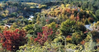 Quarryhill Botanical Garden: A Sanctuary for Asian Plants