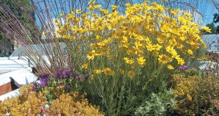 Extensive Green Roofs: Horticultural Considerations for Stormwater Management