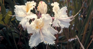 Smith-Mossman Western Azalea Garden