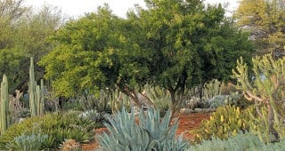 A Surprising Landscape at Pitzer