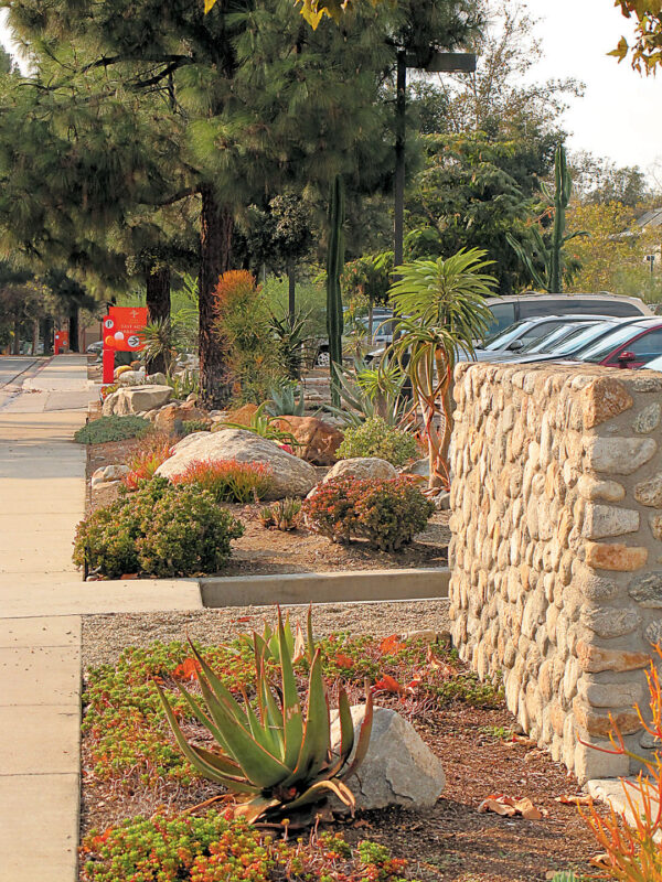 Pacific Horticulture A Surprising Landscape at Pitzer