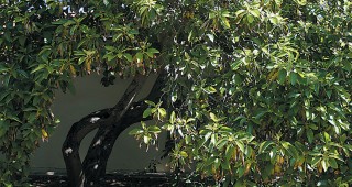 Orchard Trees of Rancho Los Cerritos: Avocados