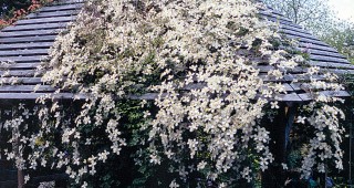 Kinzy Faire Clematis