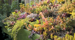 Sustainable in Seattle