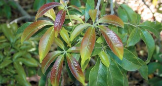 Orchard Trees of Rancho Los Cerritos: Sapotes