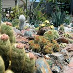 A Succulent Oasis at Sherman Library & Gardens