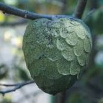 Orchard Trees of Rancho Los Cerritos: Cherimoya