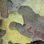 Enriching Your Garden with Tree Bark