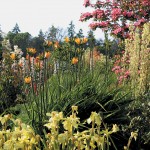 Reaching Far for the Best Plants