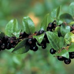 Great Plant Picks 2011: A Few for Sunny, Dry Gardens