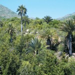 The Travels of Jubaea