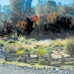 The Educational Journey of a Plantsman: John Whittlesey