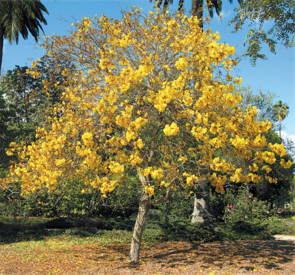 Pacific Horticulture Striving for Diversity The Trumpet Trees