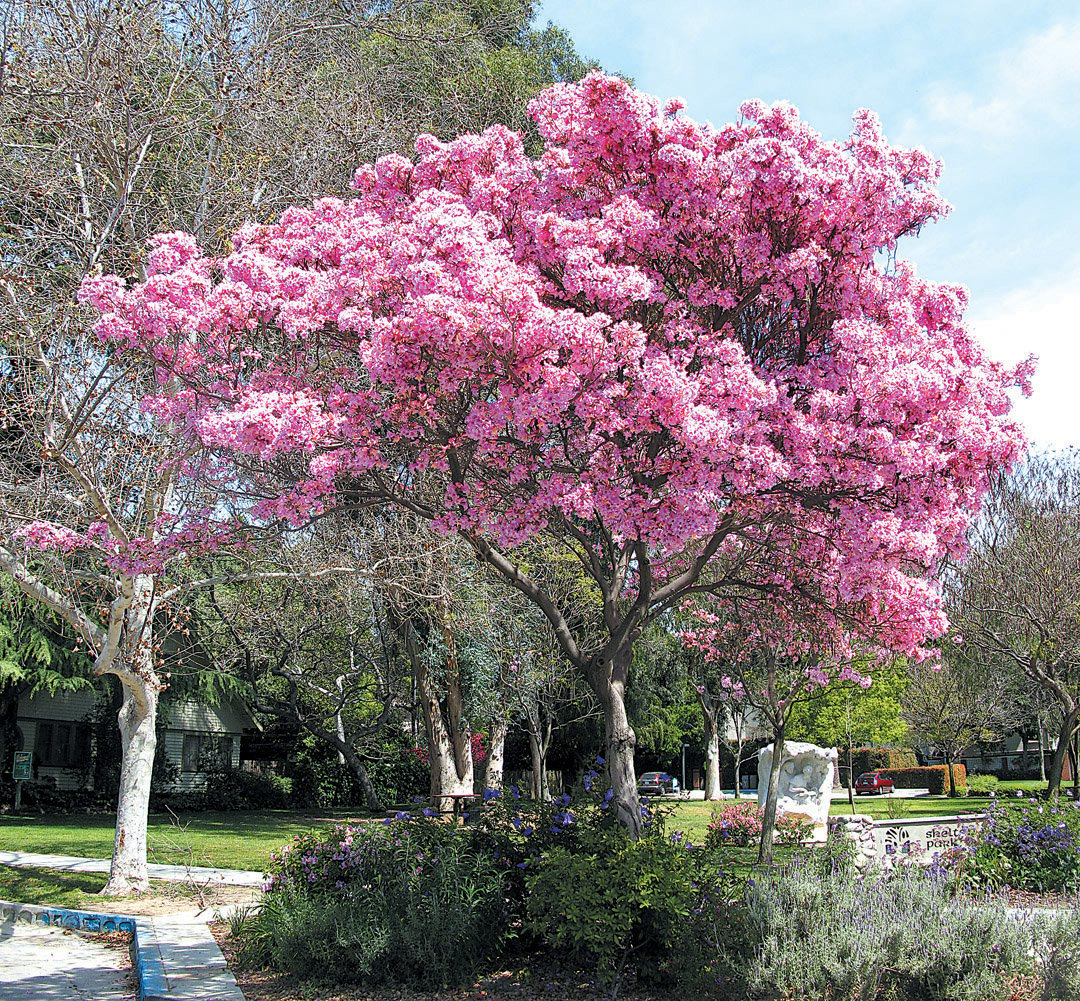 pink flowers tree