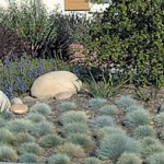 A Colorful, California-Friendly Garden
