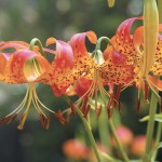 Burbank’s Hybrid West Coast Lilies