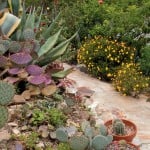 Relishing the Light: Dexter Cannon’s Garden