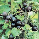 Well-bred Fruit (for the Maritime Climate)