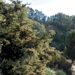 A Tale of Ticks in Public Gardens