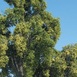 Striving for Diversity: Quillaja saponaria