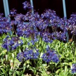 The Legacy of the Saratoga Horticultural Research Foundation