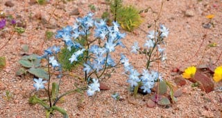 An Introduction to the Geography, Climate, and Flora of Chile