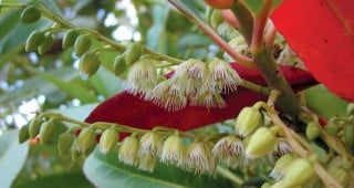 Striving for Diversity: Japanese Blueberry Tree