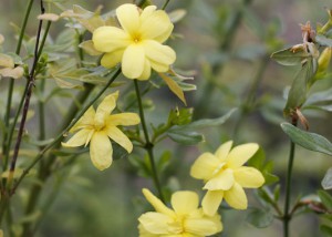 Jasminum mesnyi