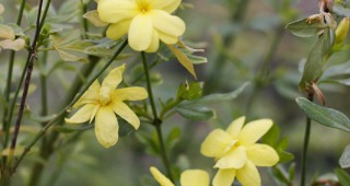 Jasminum mesnyi