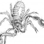 Garden Allies: Soil Microarthropods