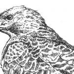 Garden Allies: Raptors