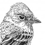 Garden Allies: Birds That Feed in Flight